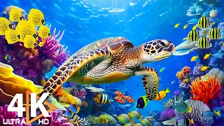 Ocean 4K - Beautiful Coral Reef Fish in Aquarium, Sea Animals for Relaxation (4K Video Ultra HD) #30