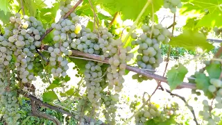 Зимостойкий сорт винограда Ла Креснт / La Crescent. Практика выращивания  в Липецкой области