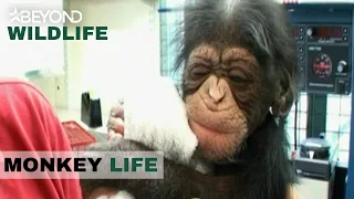 S1E02 | Baby Chimp Separated At Birth | Monkey Life | Beyond Wildlife