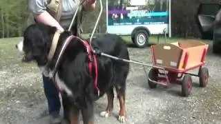 Ina Hoffmann trainiert Berner Sennenhund als Bollerwagen-Zugtier