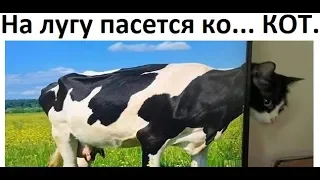 Лютые приколы. На лугу пасется ко... КОТ