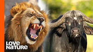 Herd of Buffaloes vs Lion Pride | Predator Perspective | Love Nature