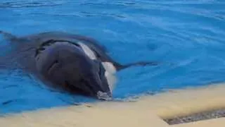 The poor orca Morgan ( Loro Parque )