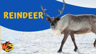 Rhythms of the Tundra: Unveiling the Magic of Reindeer