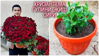 хризантема гулини экиш ва купайтириш 📞999035127 Xrizantema gilini tuvakka ekish va kopaytirish