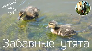 Забавные Утята в Пруду (Звуки Природы, Голоса Птиц)