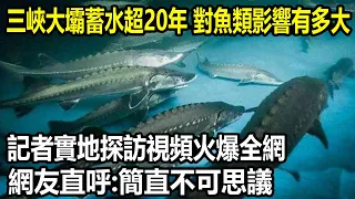 三峽大壩蓄水超20年，對魚類影響有多大？ 記者實地探訪影片火熱全網，網友直呼：簡直不可思議