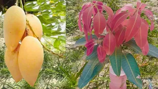 How to grow mango quickly and successfully with banana in a water bottle