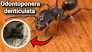 Обзор муравьёв Odontoponera denticulata.