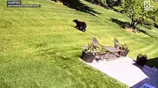 Wandering black bear in West Hempfield Township, Lancaster County, captured