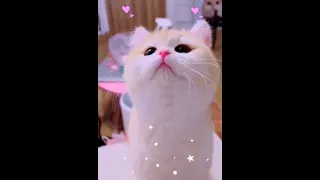 Cute cats and kittens funny videos 😂😂 #119