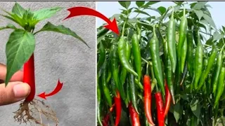Simple Method propagate Chilli Tree With Aloe Vera How To Grow Chilli Tree At Home#viral#trending