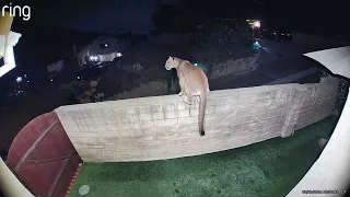 Ring Camera Captures Mountain Lion Slinking Around California Neighborhood