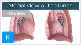 Lungs - Medial views, structure and function (preview) - Anatomy | Kenhub