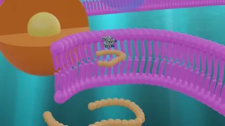 Thyroid Hormon Synthesis 3D Animation