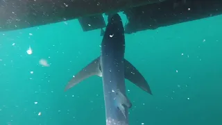 Shark Caught by hand with GoPro for bait lol