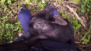 GoPro: Saving Lulingu the Baby Gorilla with GRACE in 4K