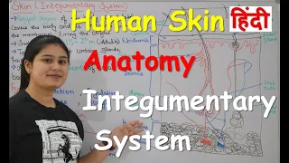 Human Skin | Integumentary system Anatomy in Hindi | Structure | Layers | Functions | Part-1