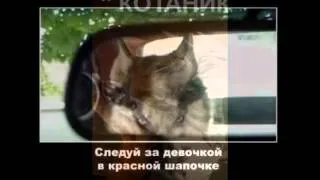 ЛУЧШИЕ ПРИКОЛЫ С КОТАМИ,СОБАКАМИ #62/Смешные Животные 2014/Funny fail animals 2014 Compilation #62