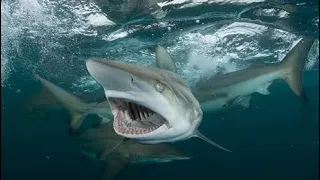 DIVING WITH SHARKS 🦈 seals, sunfish and rare footage in SOUTH AFRICA 🇿🇦