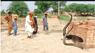 Safdar Jogi caught two dangerous poisonous snakes, two snakes came out of the bricks during work