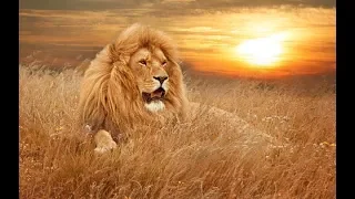 Охота на льва  лучшие выстрелы и опасные моменты,Lion hunting