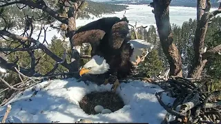 Shadow is waiting FOBBV CAM Big Bear Bald Eagle Live Nest Cam 1 /Big Bear Bald Eagle Wide View Cam 2