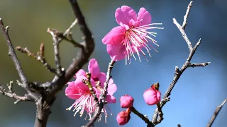 ポートアイランド南公園の梅花