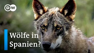 Wird Spanien zum Wolfsland? | Fokus Europe