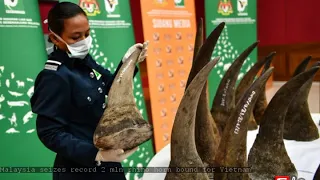 Malaysia seizes record $12 mln rhino horn bound for Vietnam