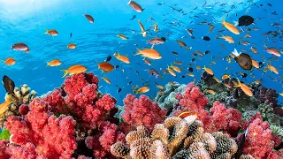 Austraila's Great Barrier Reef