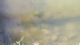 Large Mouth Bass Protecting Your Fry