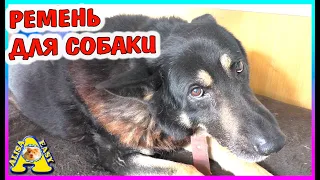 РАСКРЫТ СТРАШНЫЙ СЕКРЕТ МУХТАРА / какие команды знает СОБАКА / Alisa Easy Pets