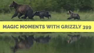 A Few Magic Minutes With Grizzly 399 - Wildlife in the Tetons