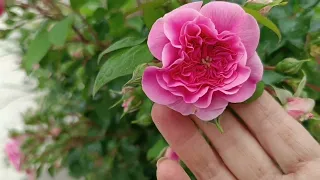 розовое цветение в конце мая часть вторая