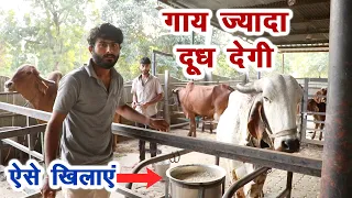 देसी गाय का डाइट प्लान, ज्यादा और लंबे समय दूध देगी || Technical Farming ||