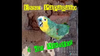 Papagaio convertido! Tá amarrado em nome de Jesus! kkk