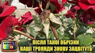 Як обрізати троянду після цвітіння влітку, щоб вона знову зацвіла. Обрізка троянд влітку