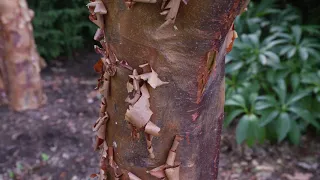 Acer griseum - Paperbark Maple