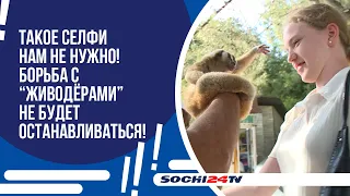 Сочи вновь заполонили живодеры.