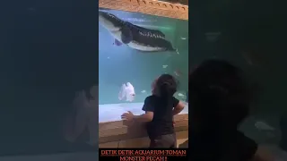 #shorts DETIK DETIK AQUARIUM TOMAN MONSTER PECAH #toman #predatorfish