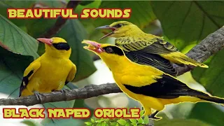 Different sounds of black naped oriole | BLACK NAPED ORIOLE #birdslover  #africanlovebirds  #birds