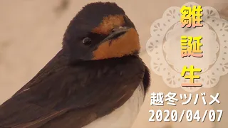 寒冷地の越冬ツバメ🐣生まれたての雛と親鳥の様子 2020/04/07