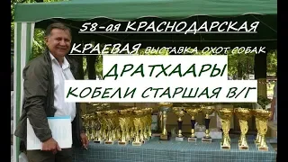 Выставка собак, ДРАТХААР, КОБЕЛИ СТАРШАЯ возрастная группа, 58 Краснодарская краевая выставка