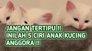 Ciri-Ciri Anak Kucing Anggora