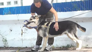 Стиль Белгорья Частный Детектив