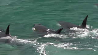 Peninsula Valdés - stunning wildlife footage including orcas