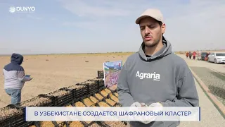 В Узбекистане создается шафрановый кластер tg