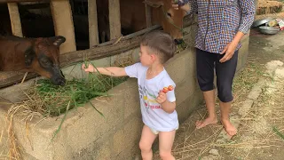 Hen thăm bò nhà Bà Năm