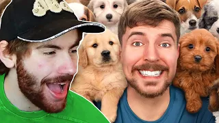 MrBeast Rescued 100 Abandoned Dogs! | Sapnap Reacts